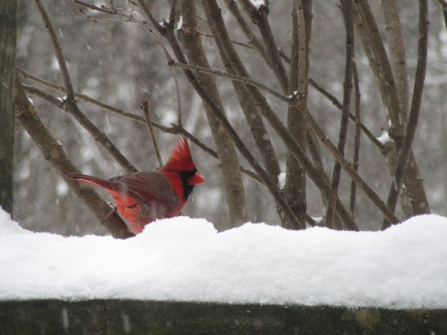 December visitor