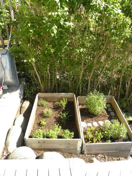 Our herb garden right by the deck. This is where you pick what you need for the dinner or barbeque.