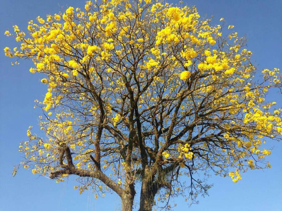 Lindo Ipê amarelo