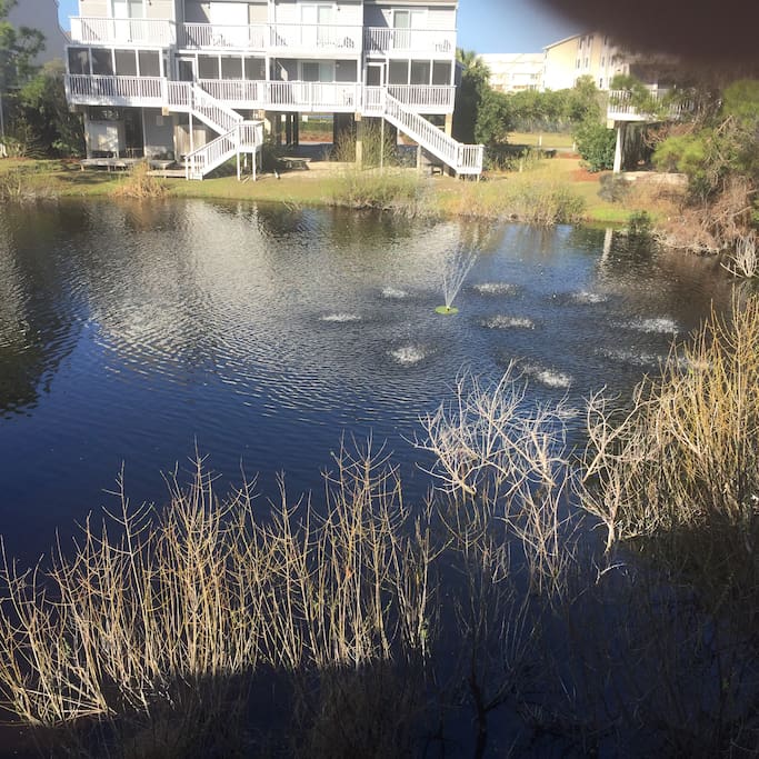 Photo taken from my deck overlooking the pond.