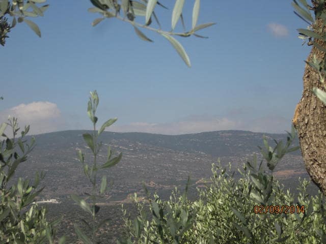 The image showcases a view of rolling hills framed by olive leaves. Soft clouds drift across a blue sky, with the landscape revealing lush greenery and varying shades of earth. The tranquil setting highlights a peaceful, rural atmosphere.