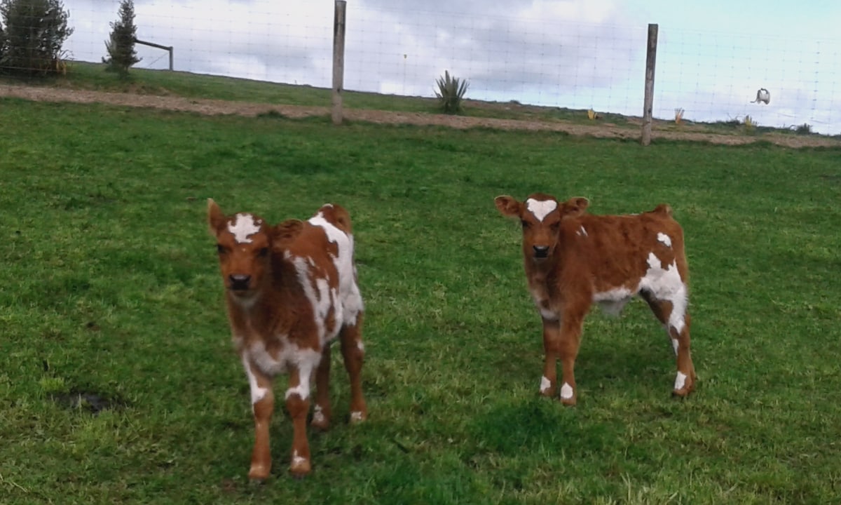 Two calves stand in a lush green pasture, each with distinctive brown and white patterns on their coats. The background features a gently rolling hill under a partly cloudy sky, adding a serene rural ambiance.