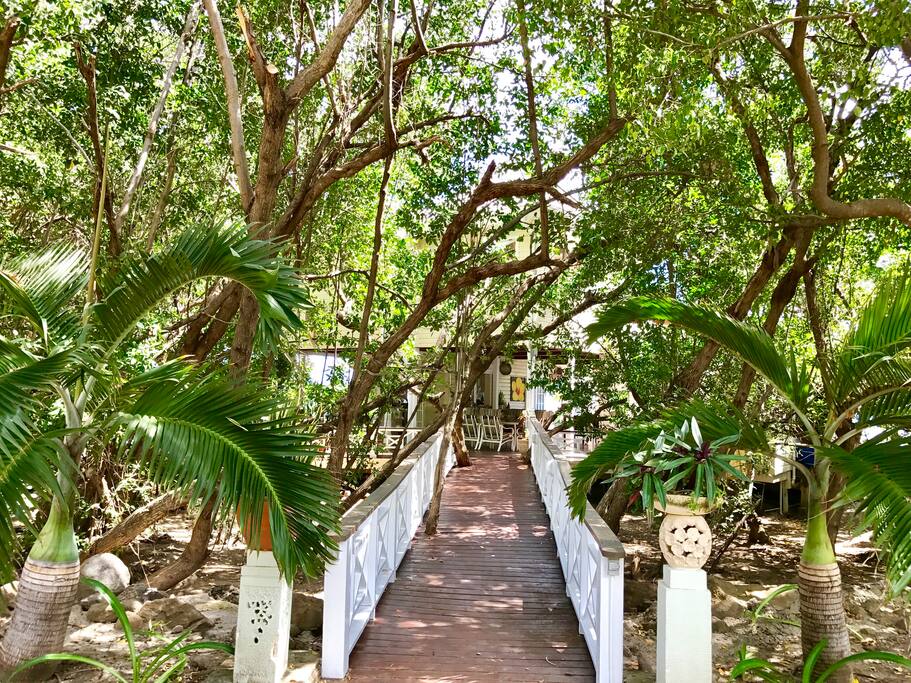 Car park to entrance of Turtle Beach Cottage. Bridge through mangrove trees.