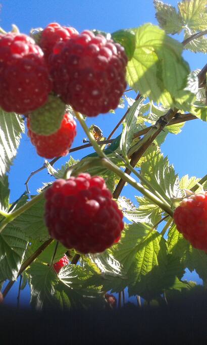 Raspberries started 1.July this year
