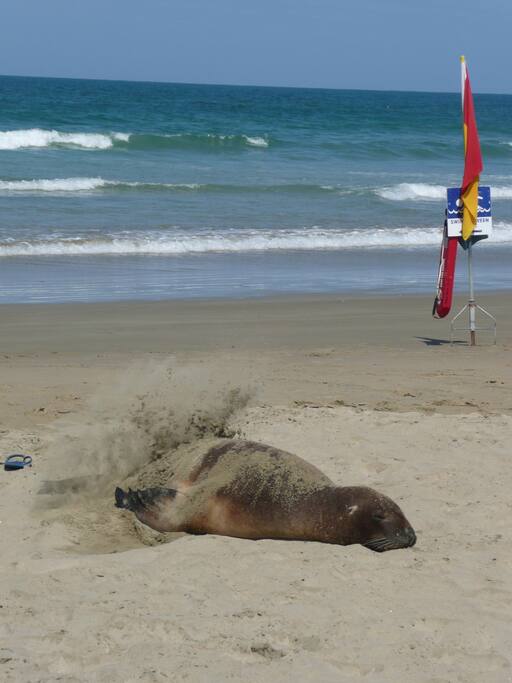 Local wildlife