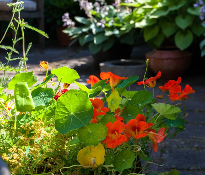 Tuin in de zomer