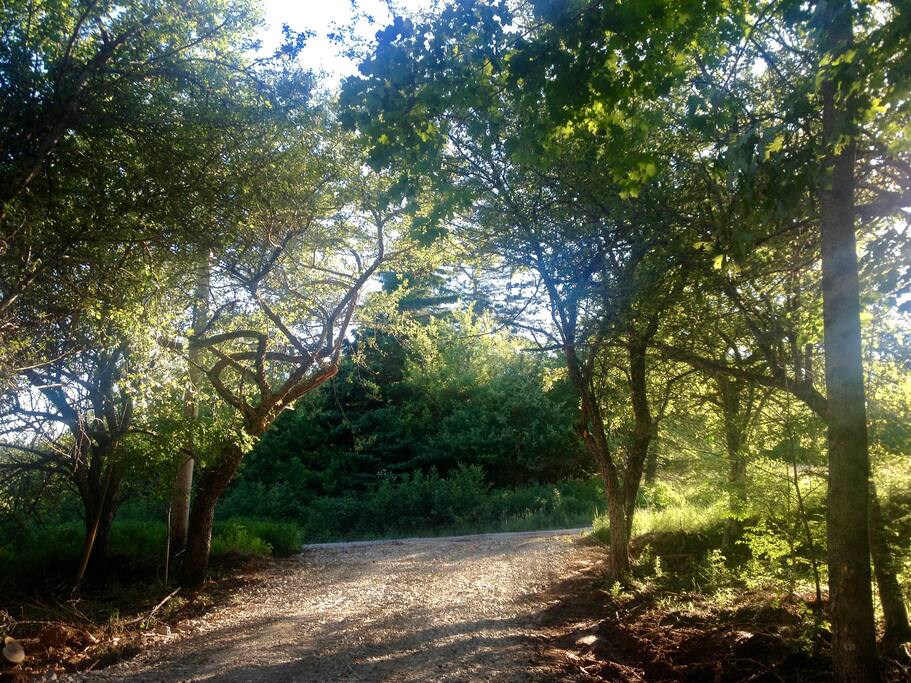 Driveway Entrance (between two apple trees)