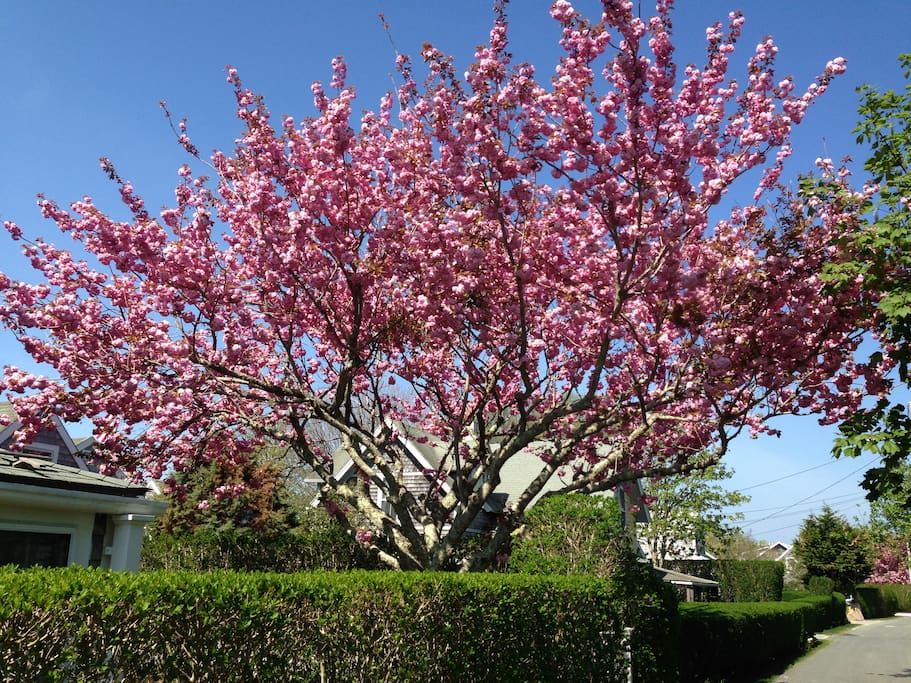 Springtime in Sconset