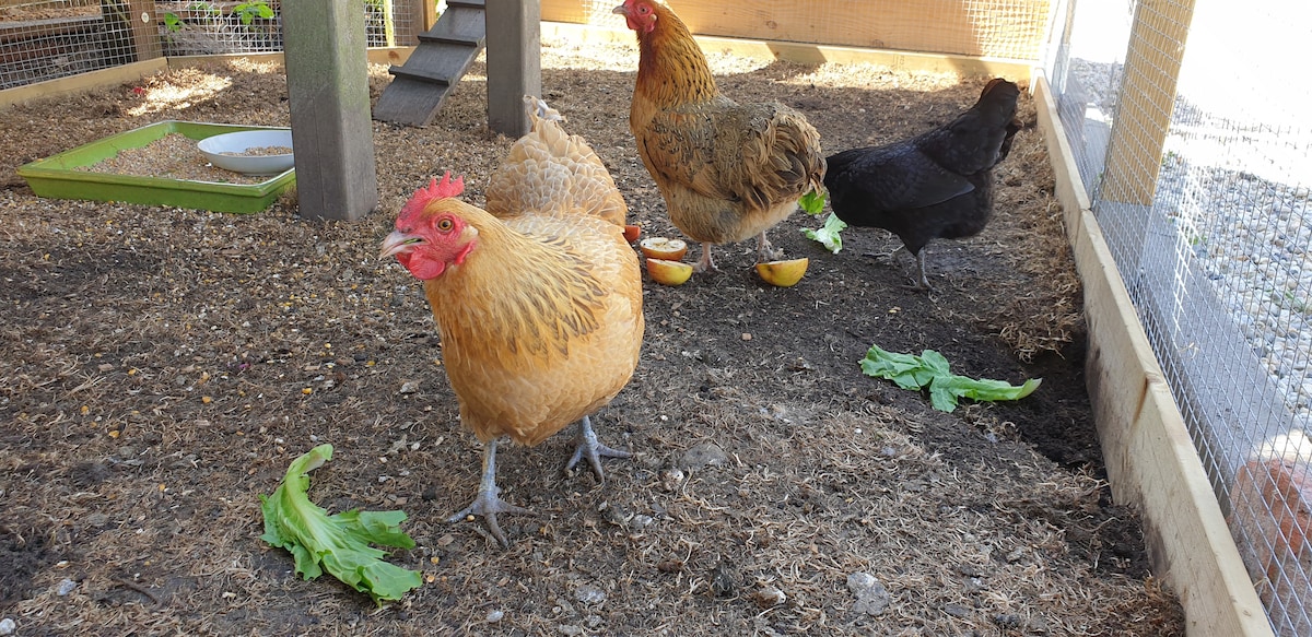 Three chickens of varying colors are seen in a spacious outdoor area with a mix of dirt and grass. Fresh lettuce leaves and orange slices are scattered on the ground, providing a natural feeding environment.