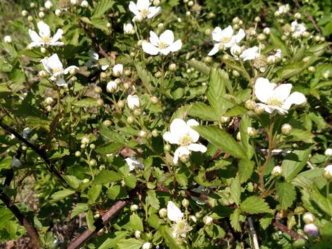 Wild Blackberry Blossom Country Farm Stay