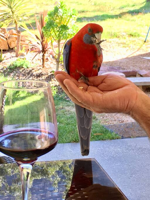 Resident Rosella