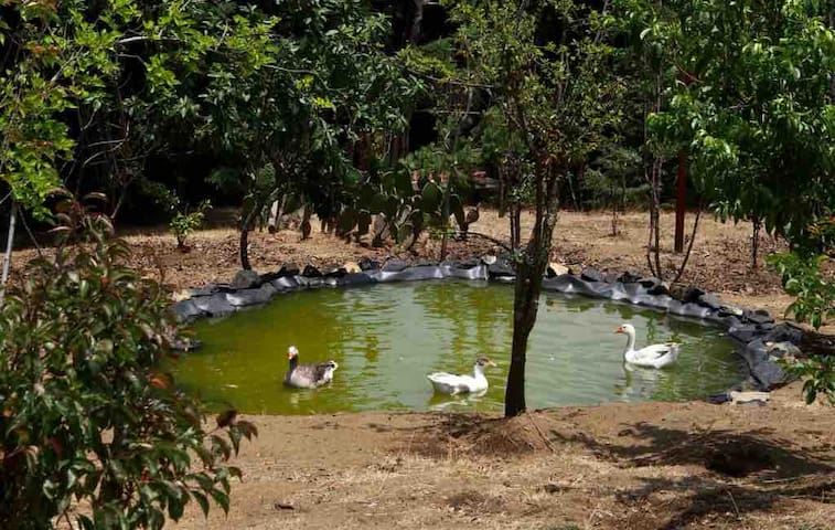 La Ciruelita – Casa de campo con chimenea