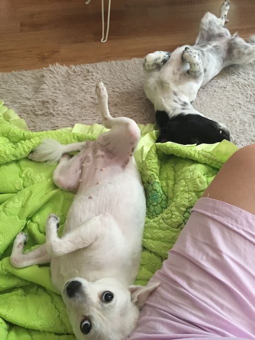 I have 2 rescue dogs they will more than welcome you!