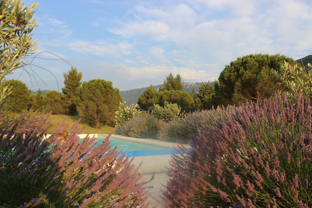 Tranquil pool