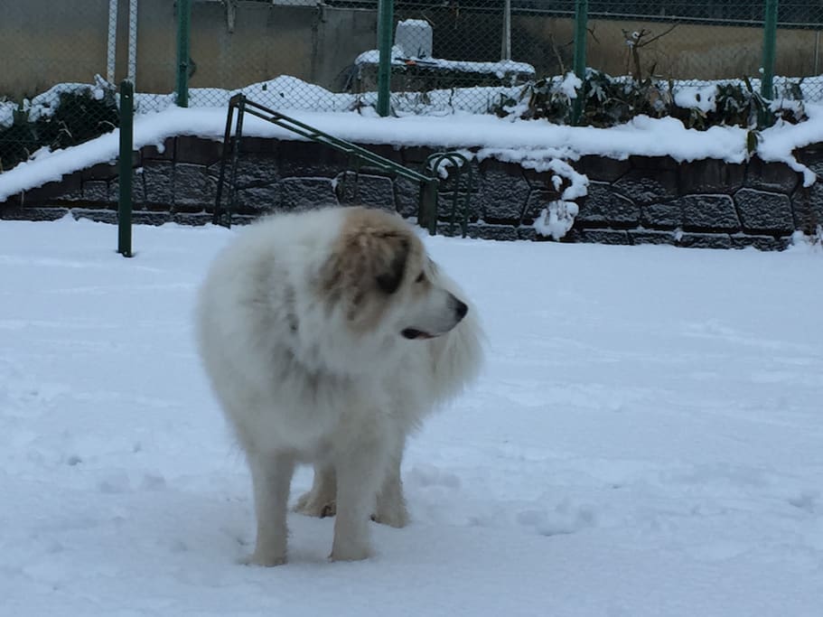犬は喜び・・(^^♪庭駆け回るうれしい初雪