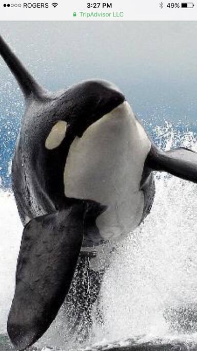 Local whale watching company