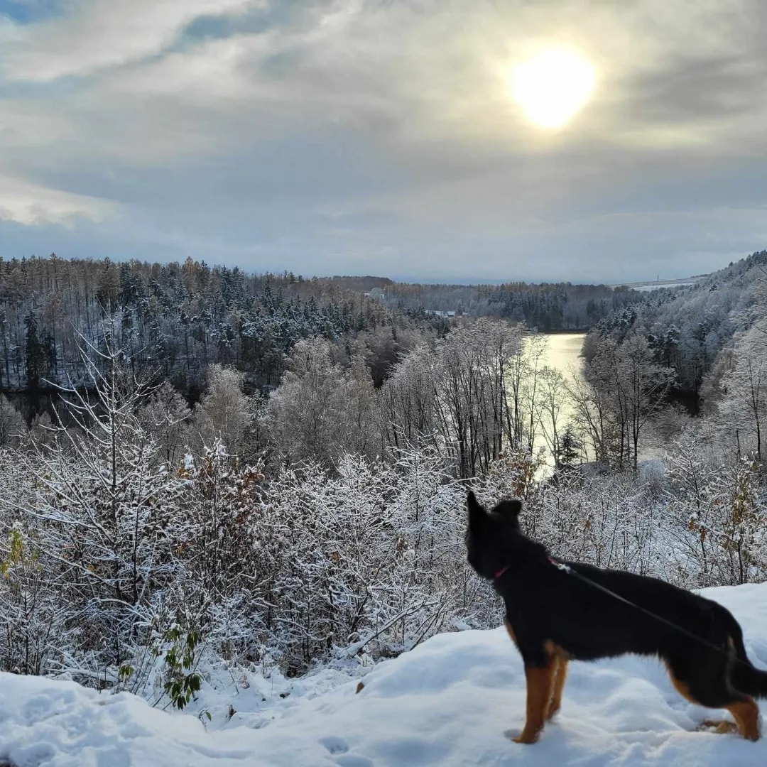 A scenic winter landscape is captured, featuring a river meandering through a snow-covered forest. Sunlight filters through the clouds, casting a warm glow over the treetops and reflective water. A dog stands in the foreground, gazing out at the serene view.