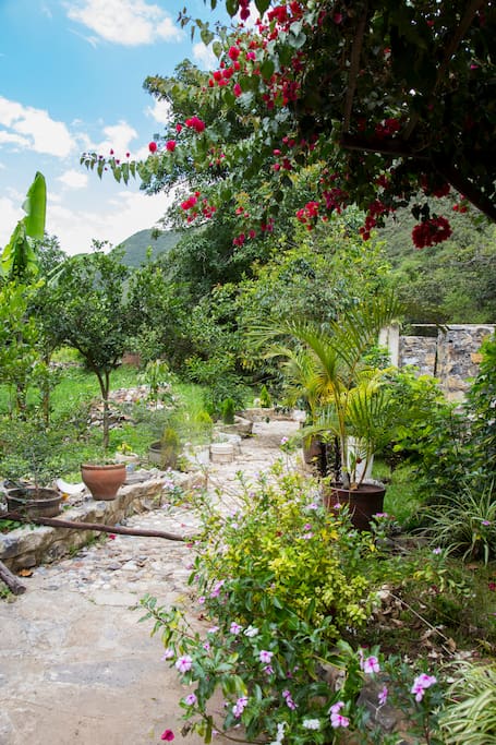 Camino lleno de flores y pequeños árboles de café y limón