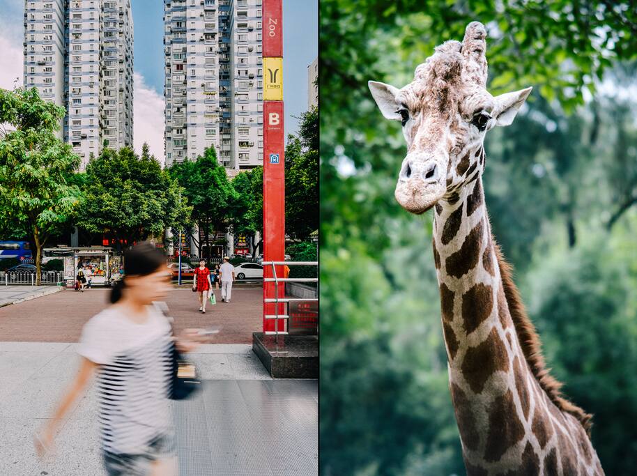 近5号线动物园地铁站(动物园南门)