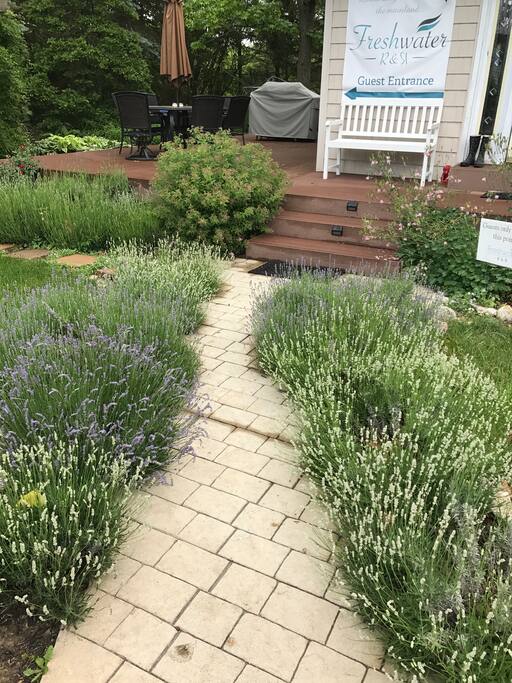 Lavender walkway