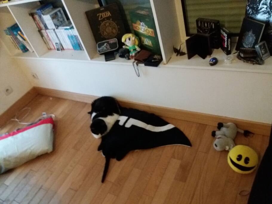 Part of the living room (cat still not included)