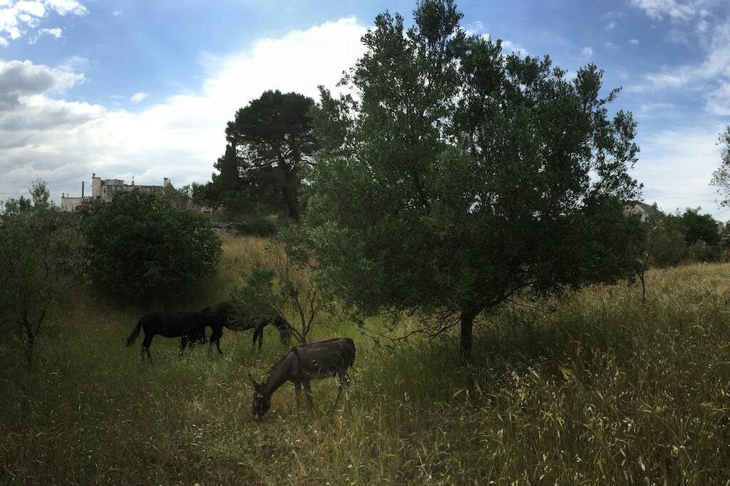 Vista Pineta(Pinewood)
Scrutare nelle tere accanto la bellezza delle razze autoctone che da sempre hanno caratterizzato la storia della campagna martinese e della Valle D'Itria come il Cavallo Murgese e l'Asino di Martina Franca(razza equina italiana originario delle Murge.