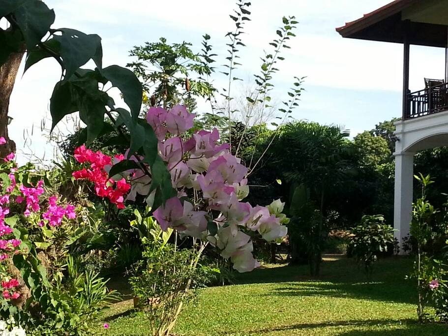 Garden view