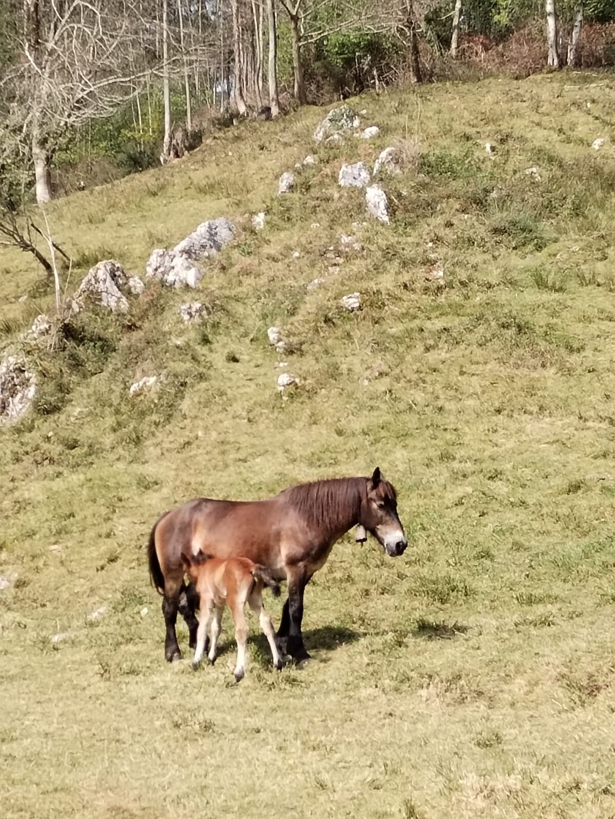 A brown horse is seen standing on grassy terrain with a foal nursing beside it. A backdrop of rolling hills and rocks can be observed, with a lush green landscape that provides a tranquil atmosphere.