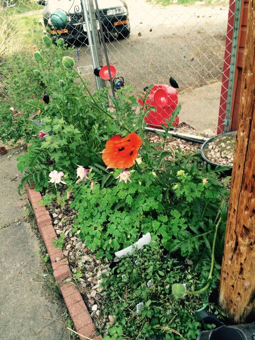 Fenced garden