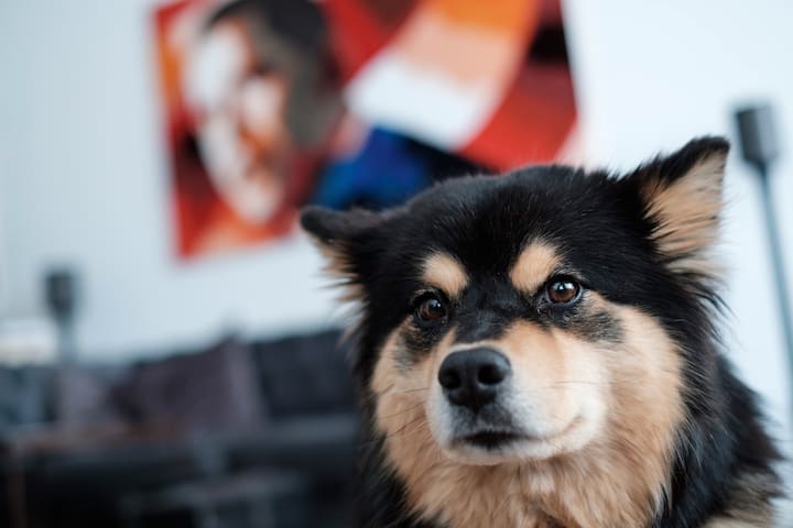 Fluffy Dog+Lux Apt Very Central(ROOM TWO)