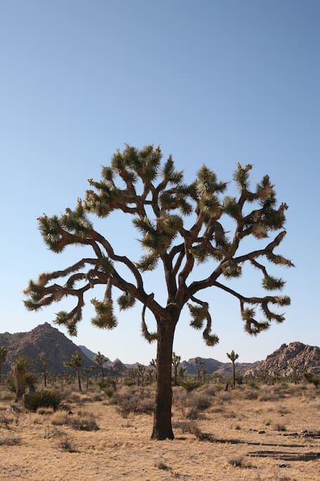 Joshua Tree National Park.