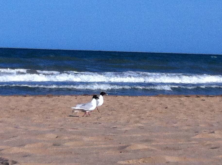 Playa El Campillo