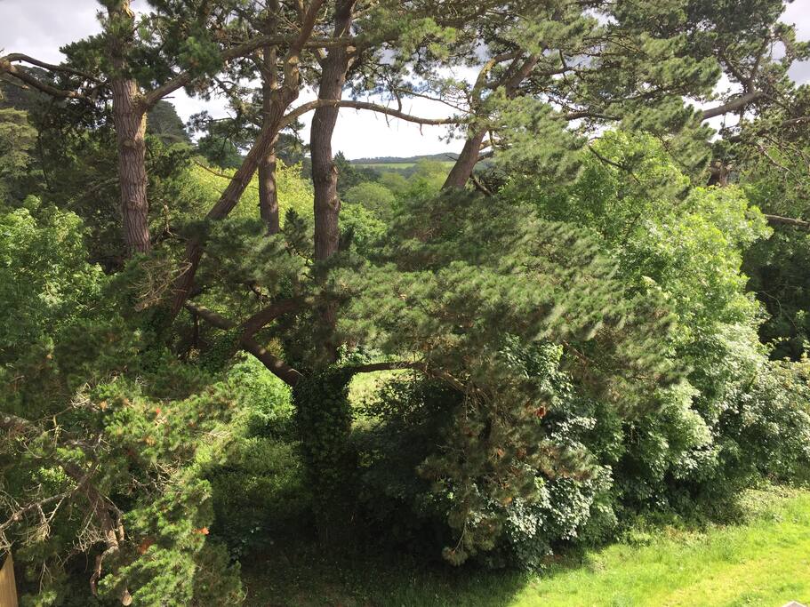 Stunning woodland views taken from our living room velux balcony.