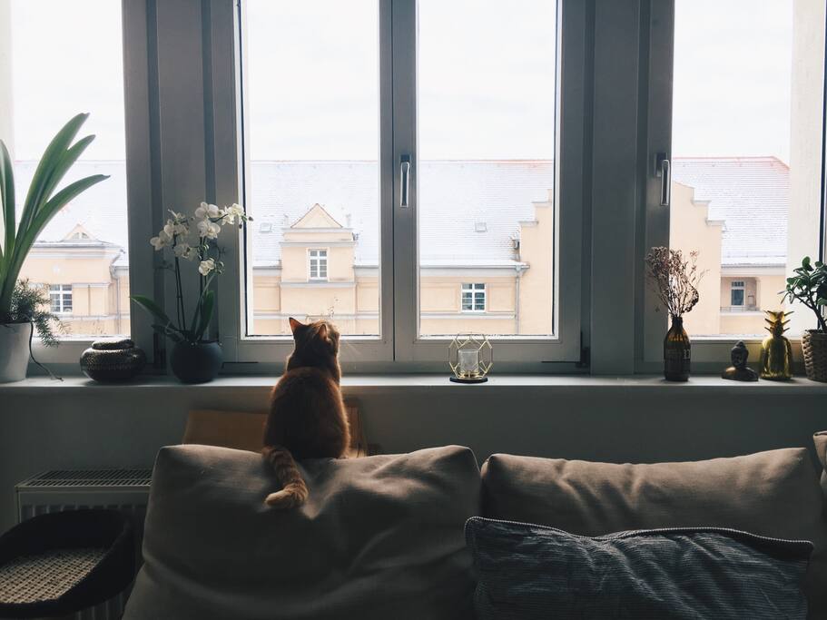 fensterfront. lieblingplatz meiner beiden katzen, die sich auch gern viel im zimmer aufhalten, aber weder kratzen noch nerven.