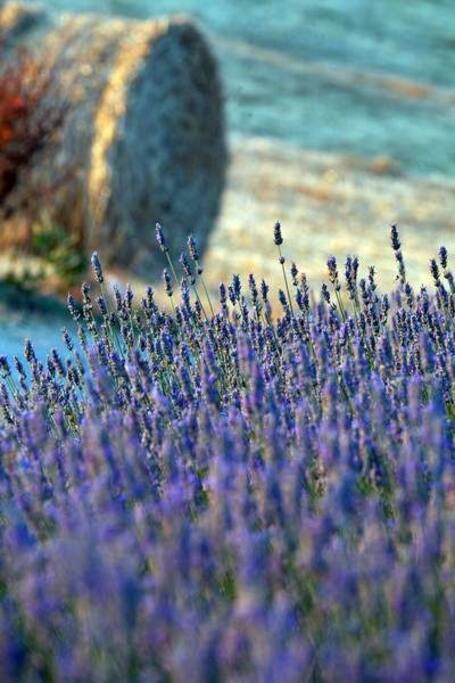 LA LAVANDA, NUESTRA INSIGNIA