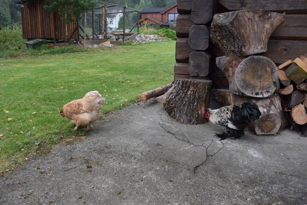 Outside the cabin. The chickens won´t be let out until eight o´clock.