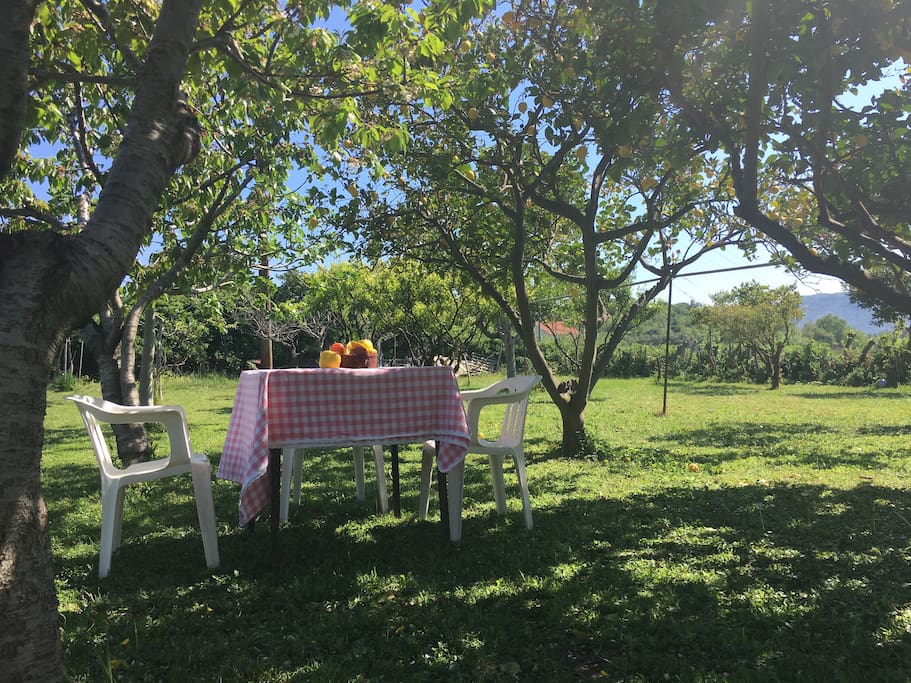 Vista del giardino/frutteto - Garden