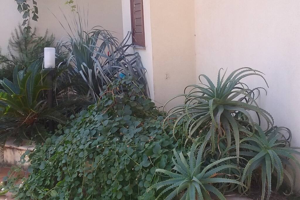 tipiche piante mediterranee nel giardino: cappero,aloe,cicas
