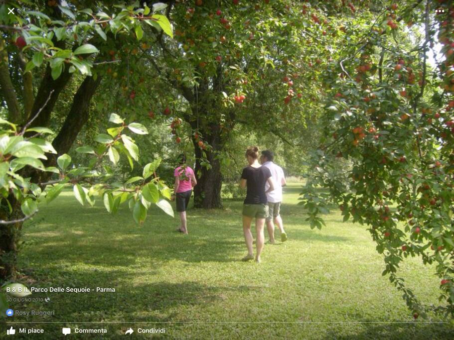 Parco dei frutti