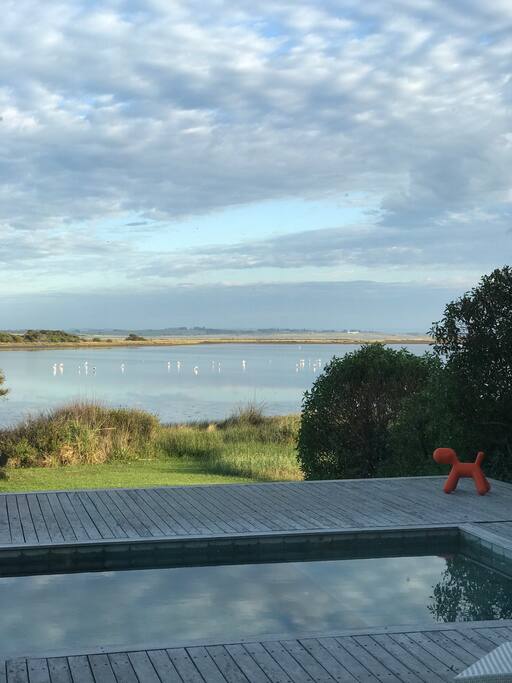 Flamingos in the lagoon!
flamencos en la laguna! nov 15 2016