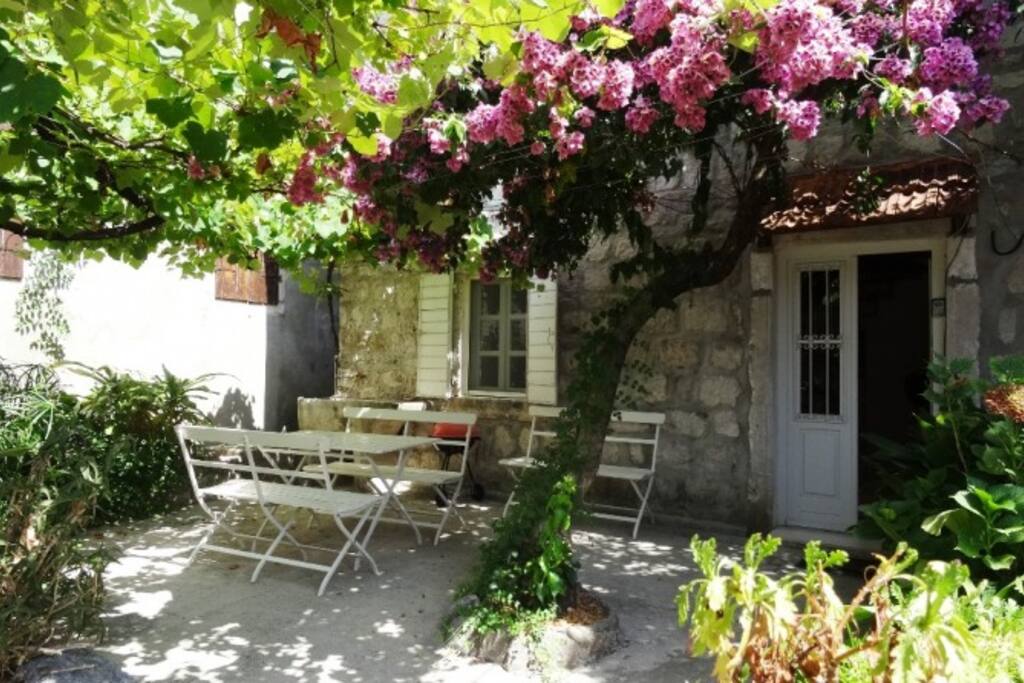 Vine covered courtyard