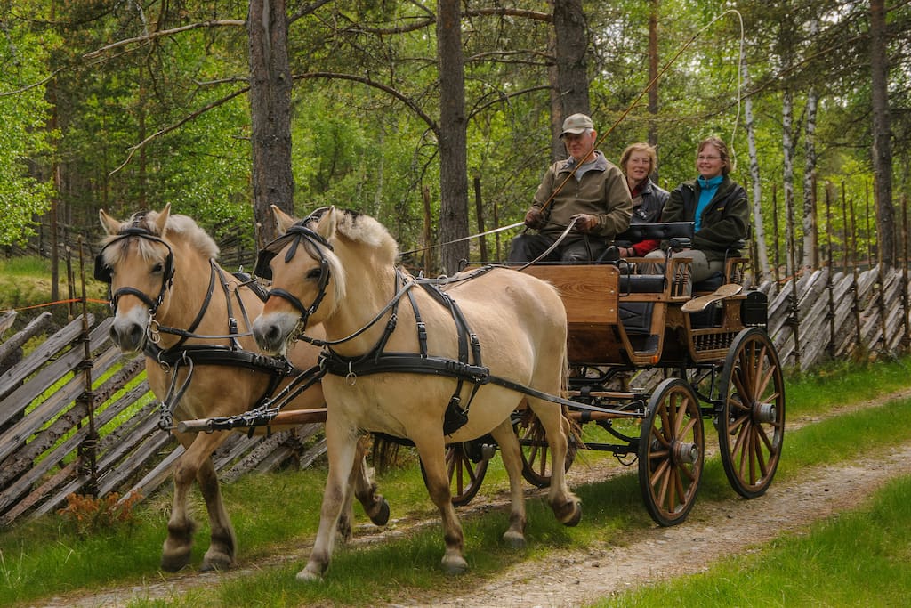 Kjøretur med hest og vogn i nasjonalparken.