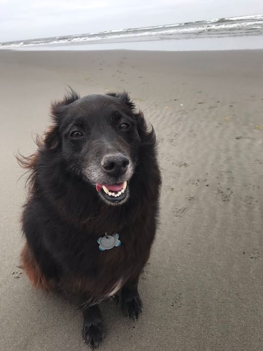 Our Dog Tortuga