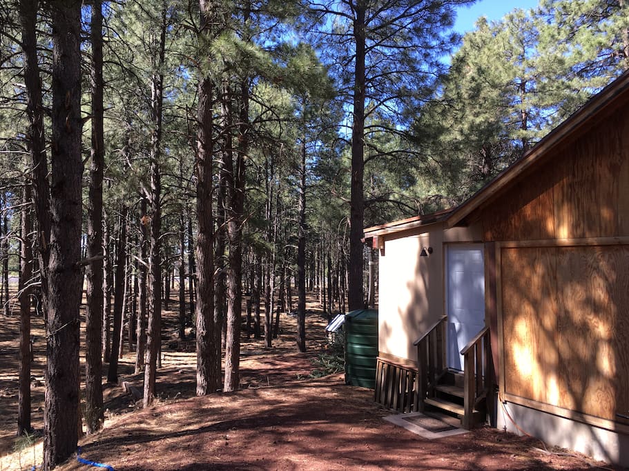 Ponderosa pine forest just outside the front door.