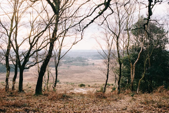 A Hidden Gem - Tranquil Barn in the New Forest