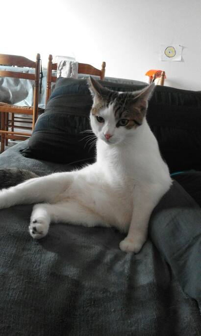 Le chat tigrou