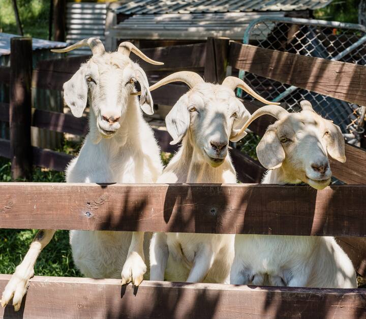 goats in the sun