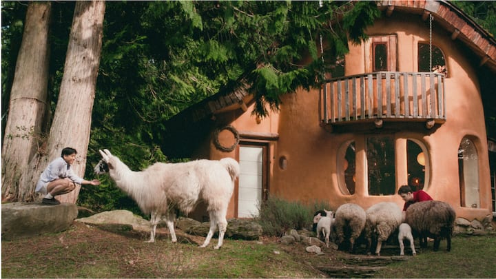 A man and woman feeding a llama and some sheep in front of an adobe style house surrounded by large trees and a hammock.