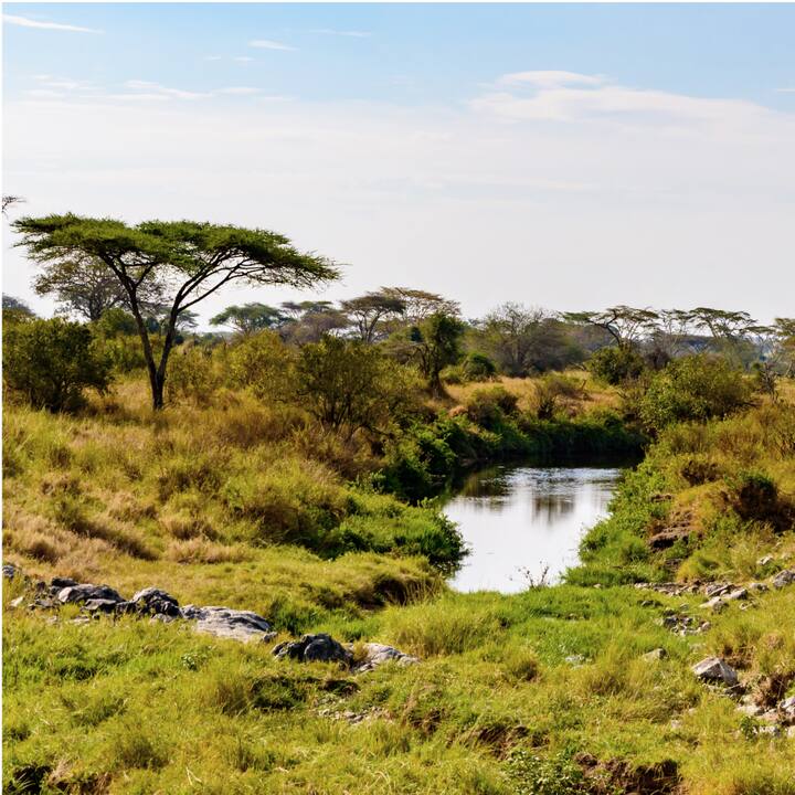 An african savanna at midday.