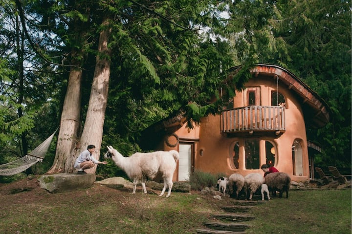 A man and woman feeding a llama and some sheep in front of an adobe style house surrounded by large trees and a hammock.